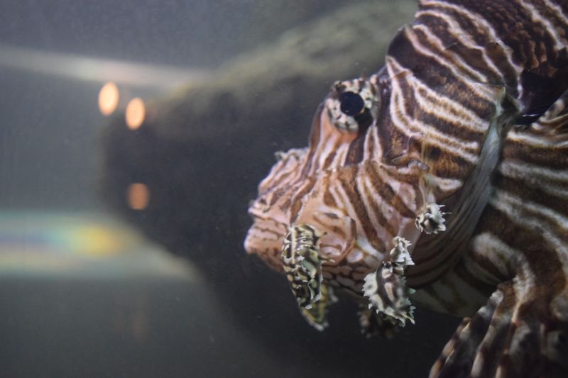 Name:  FaveLionfish-001.JPG
Views: 564
Size:  112.7 KB