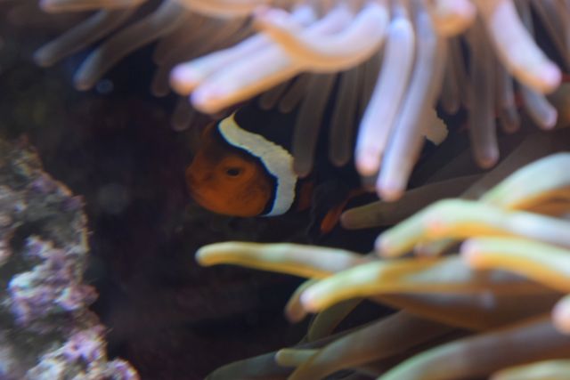 Name:  FaveClownfishPeeking.JPG
Views: 524
Size:  93.3 KB