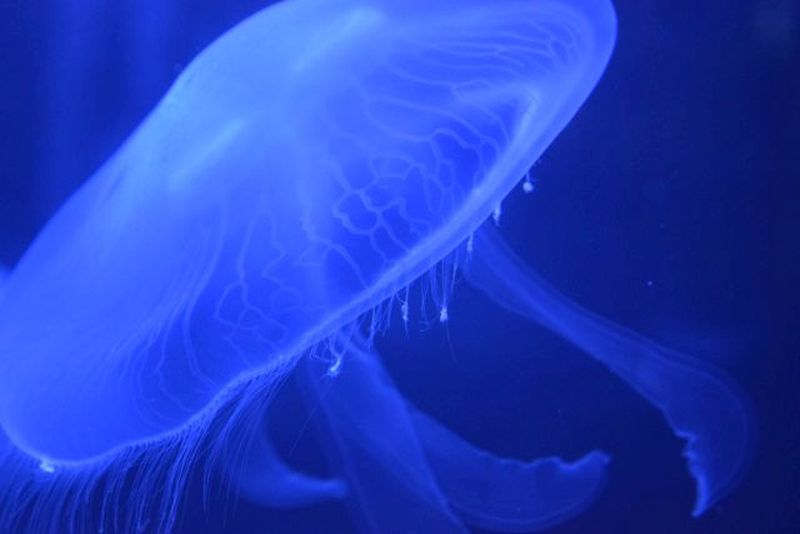 Name:  FaveJellyfish3.JPG
Views: 388
Size:  93.4 KB
