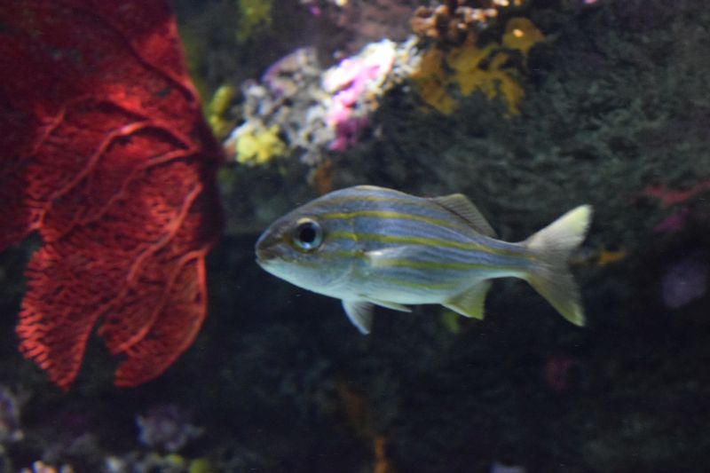 Name:  FaveStripedFish.JPG
Views: 513
Size:  109.1 KB