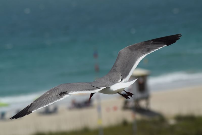Name:  FaveSeagullBackView.JPG
Views: 398
Size:  90.4 KB