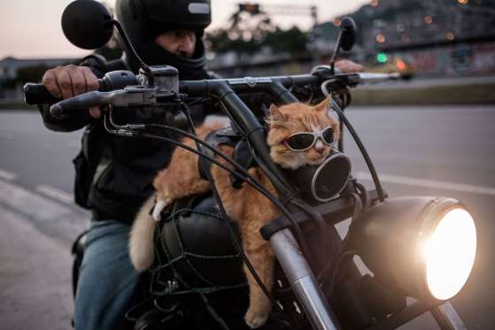 Name:  biker cat.jpg
Views: 250
Size:  22.5 KB