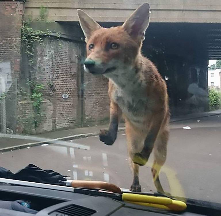 Name:  Fox.jpg
Views: 2762
Size:  62.1 KB