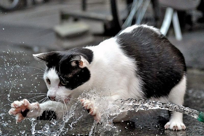 Name:  waterkitteh.jpg
Views: 302
Size:  92.4 KB