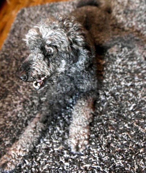 Name:  dogrug1.jpg
Views: 489
Size:  104.2 KB