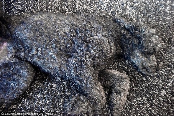 Name:  dogrug2.jpg
Views: 501
Size:  130.7 KB