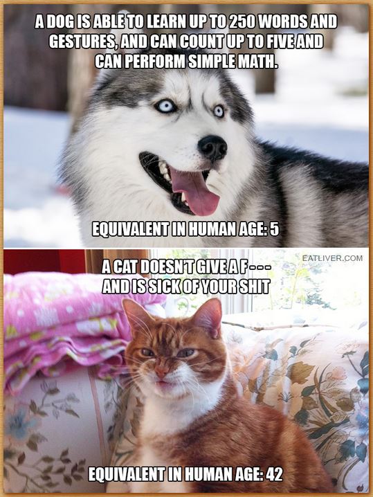 Name:  dogsandcats.JPG
Views: 158
Size:  93.0 KB