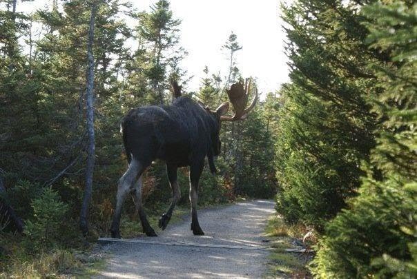 Name:  big moose.jpg
Views: 416
Size:  70.8 KB