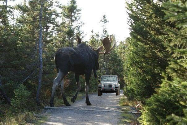 Name:  big moose.jpg
Views: 416
Size:  76.4 KB