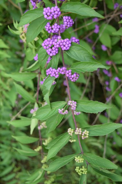 Name:  Berries.JPG
Views: 421
Size:  114.8 KB