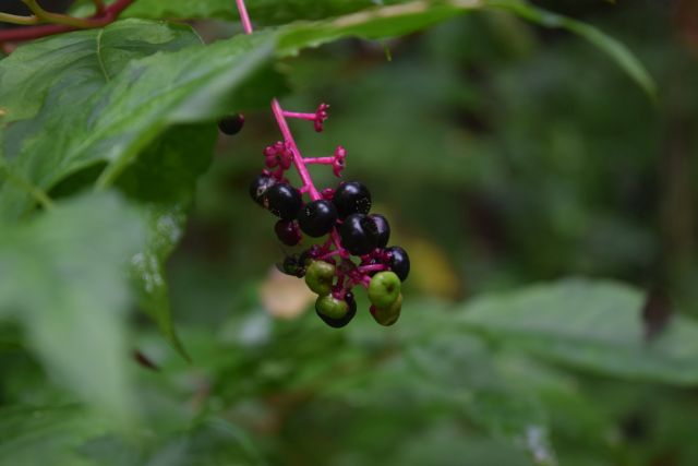 Name:  Berries-001.JPG
Views: 380
Size:  89.5 KB