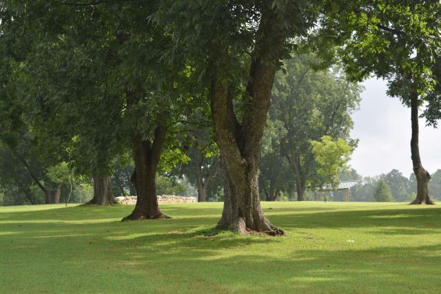 Name:  PecanTrees.JPG
Views: 389
Size:  126.1 KB