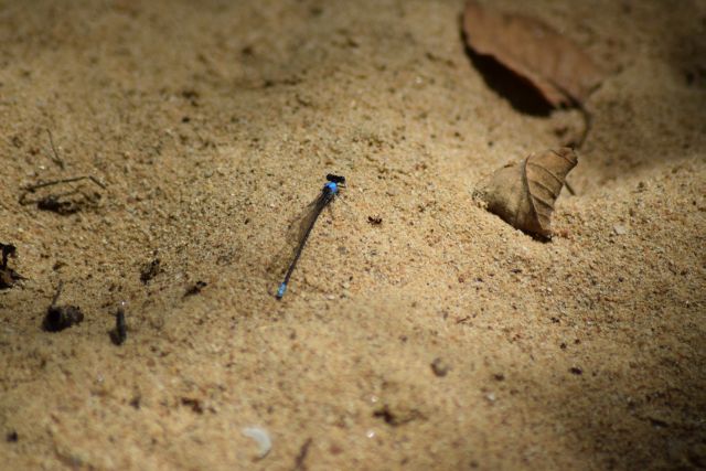 Name:  DragonFly.JPG
Views: 561
Size:  118.8 KB