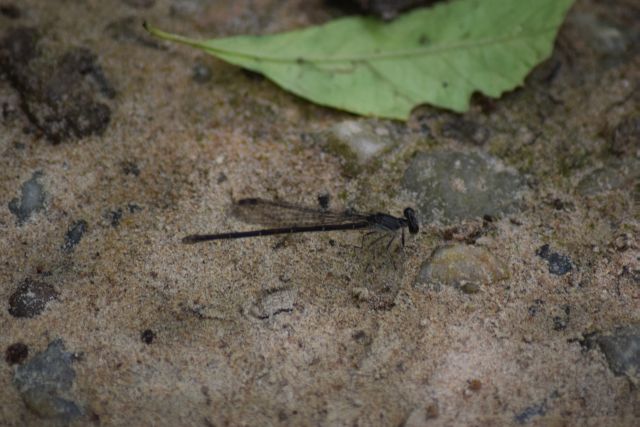 Name:  DragonFly-001.JPG
Views: 492
Size:  115.1 KB
