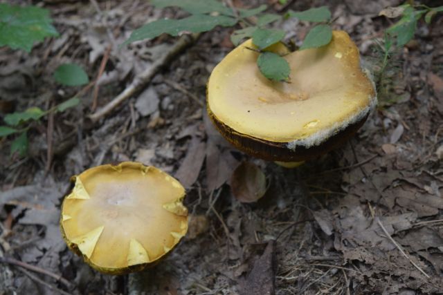 Name:  YellowFungus.JPG
Views: 520
Size:  111.7 KB