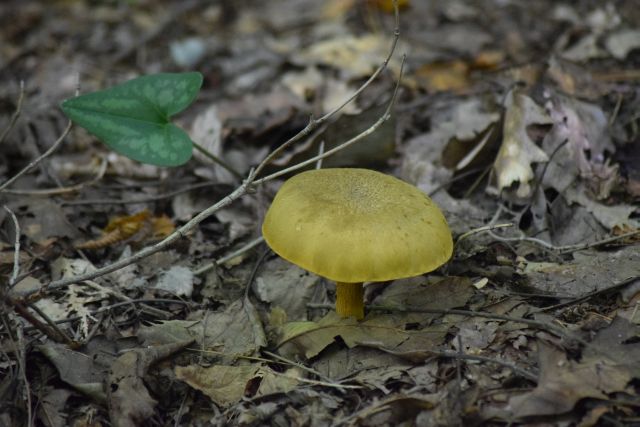 Name:  YellowMushroom.JPG
Views: 489
Size:  114.9 KB