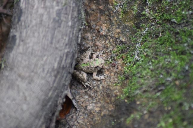 Name:  TinyFrog-001.JPG
Views: 502
Size:  117.6 KB