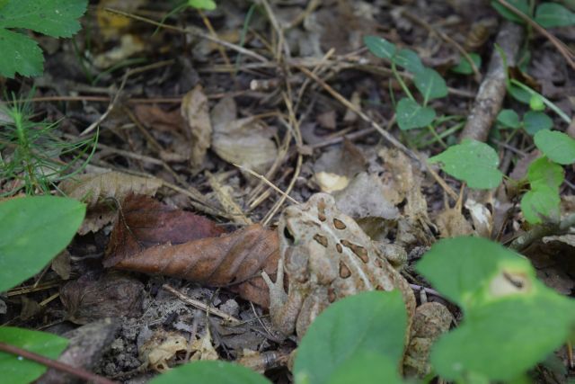 Name:  Toad.JPG
Views: 491
Size:  116.9 KB