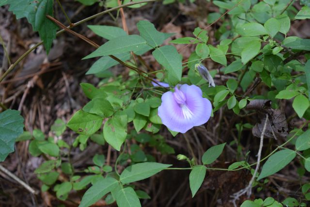 Name:  PurpleFlower.JPG
Views: 539
Size:  117.3 KB