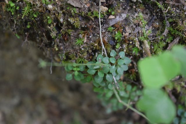 Name:  TinyLeaves.JPG
Views: 516
Size:  114.6 KB