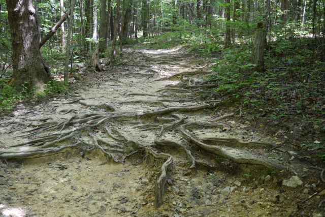 Name:  RootPath-001.JPG
Views: 518
Size:  149.7 KB