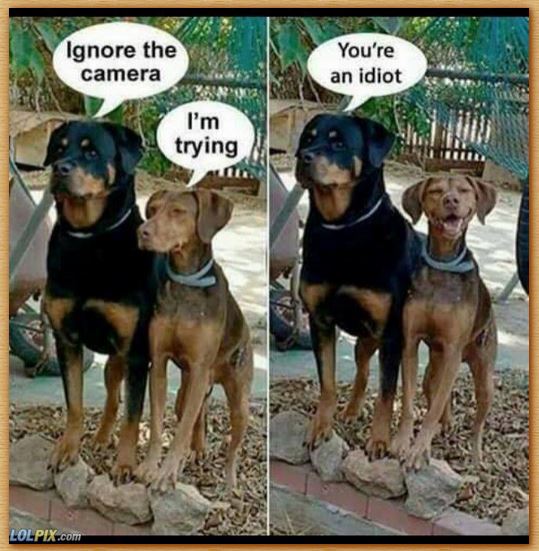 Name:  idiotdog.JPG
Views: 453
Size:  71.5 KB