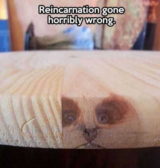 Name:  reincarnetion.JPG
Views: 660
Size:  52.5 KB