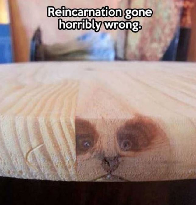 Name:  reincarnetion.JPG
Views: 497
Size:  52.5 KB