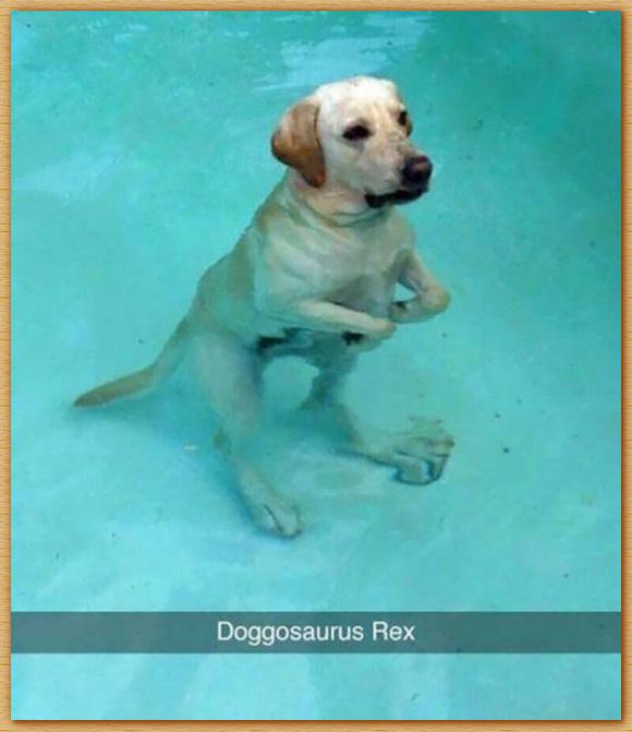 Name:  doggosaurusrex.JPG
Views: 1003
Size:  46.6 KB