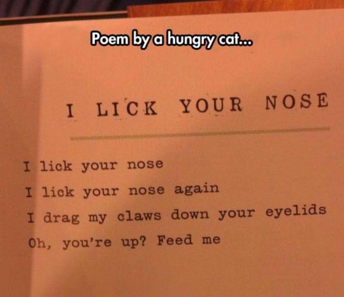 Name:  poem_by_a_hungry_cat.jpg
Views: 330
Size:  33.8 KB