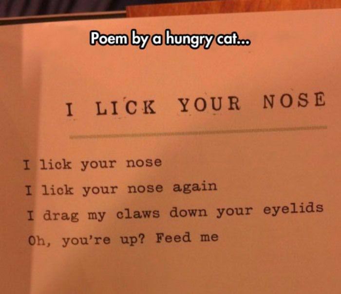 Name:  poem_by_a_hungry_cat.jpg
Views: 475
Size:  33.8 KB