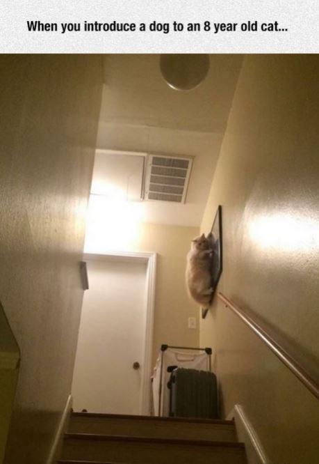 Name:  kittyonapictureframe.JPG
Views: 342
Size:  36.9 KB