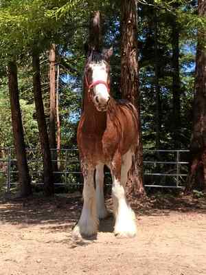 Name:  CLYDESDALE.jpg
Views: 2784
Size:  17.8 KB