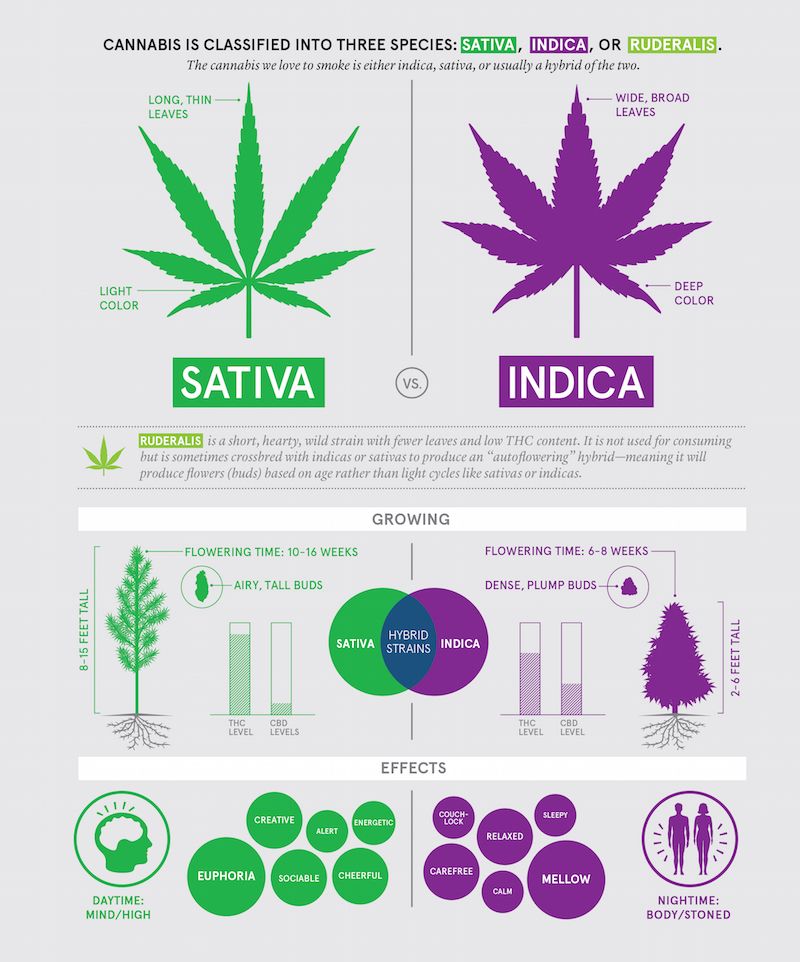 Name:  sativa - indica.jpg
Views: 136
Size:  96.4 KB