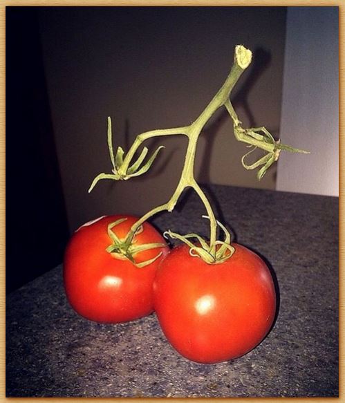 Name:  walkingtomatoman.JPG
Views: 633
Size:  54.0 KB