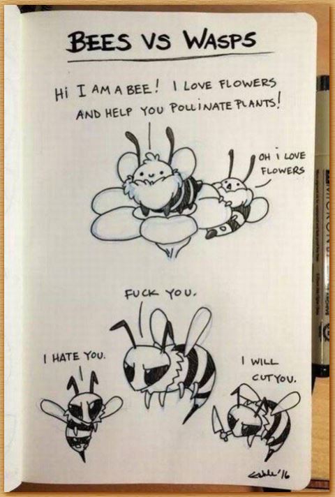 Name:  bees vs wasps.JPG
Views: 2351
Size:  58.5 KB