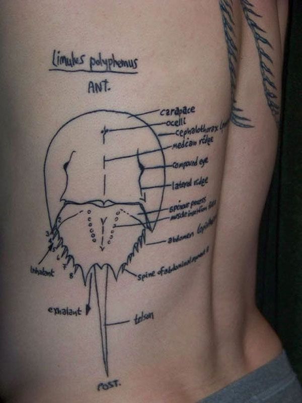 Name:  Horseshoe crab.jpg
Views: 1774
Size:  54.5 KB