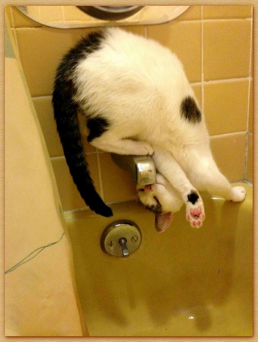 Name:  catsisfuckedup.JPG
Views: 344
Size:  56.8 KB