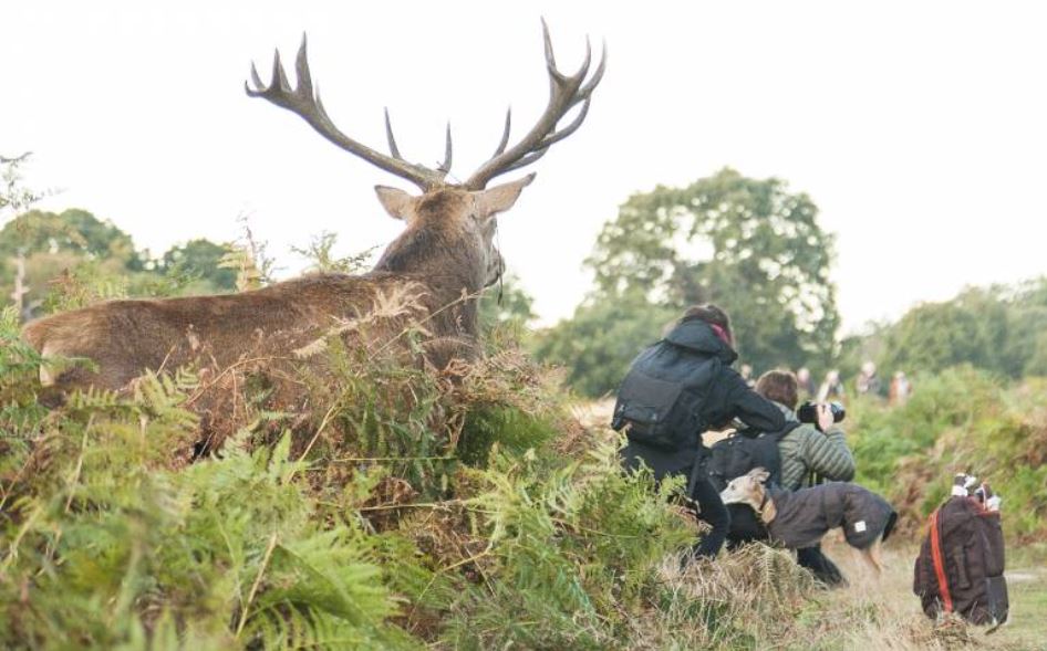 Name:  Richmond Park.JPG
Views: 2678
Size:  93.7 KB