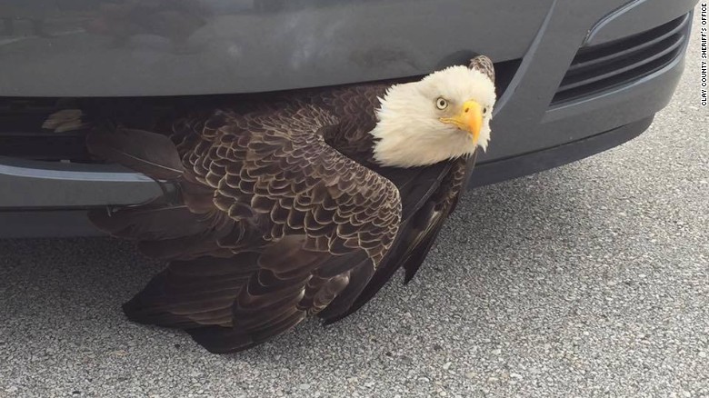 Name:  161009054005-bald-eagle-stuck-in-grill-exlarge-169.jpg
Views: 1036
Size:  104.8 KB