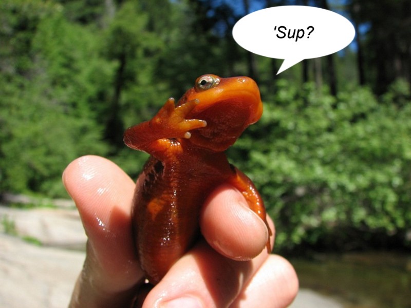 Name:  northernredsalamander.jpg
Views: 286
Size:  85.3 KB