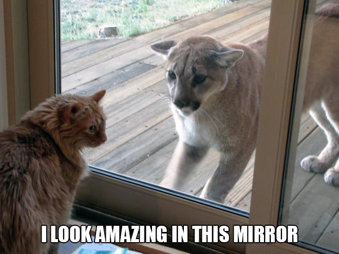 Name:  catmirror.jpg
Views: 287
Size:  106.4 KB