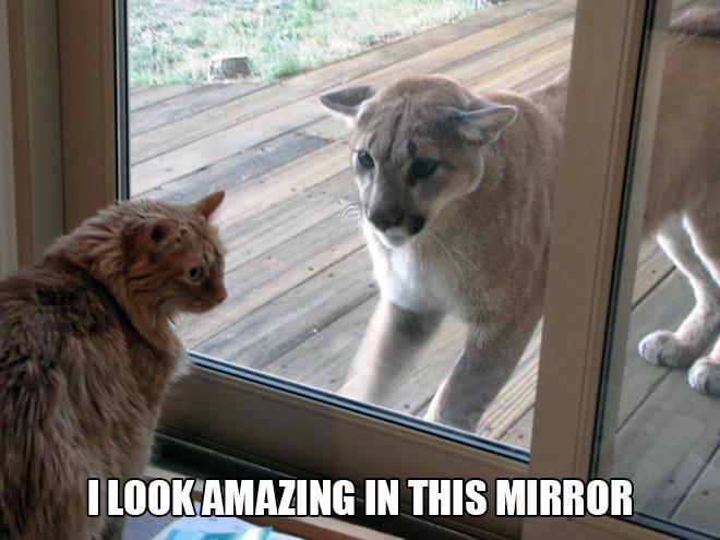 Name:  catmirror.jpg
Views: 192
Size:  106.4 KB