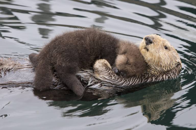 Name:  Sea Otter.jpg
Views: 146
Size:  55.5 KB