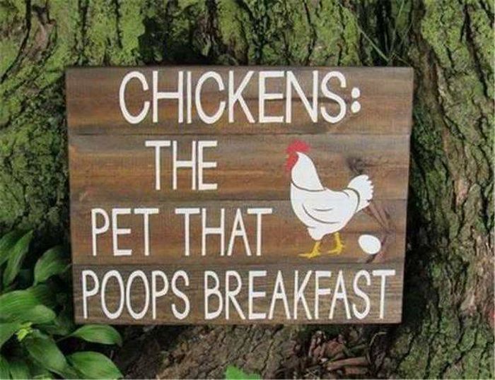 Name:  chickens.jpg
Views: 679
Size:  80.2 KB