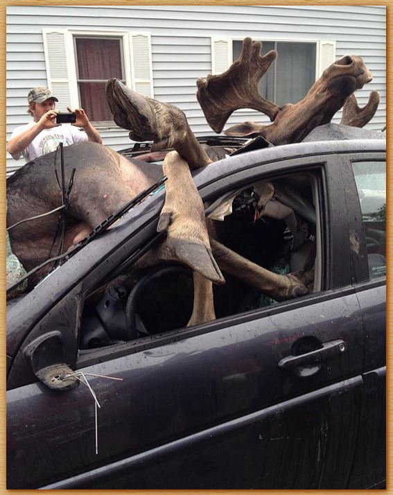 Name:  moosecarcollision.JPG
Views: 4619
Size:  83.9 KB