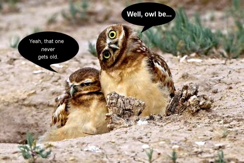 Name:  buyrrowingowls.jpg
Views: 641
Size:  131.7 KB
