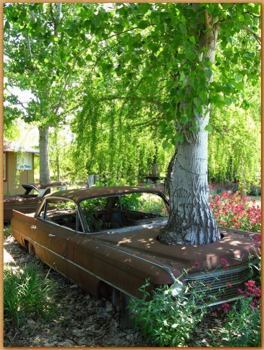 Name:  cadillactree.JPG
Views: 639
Size:  120.5 KB
