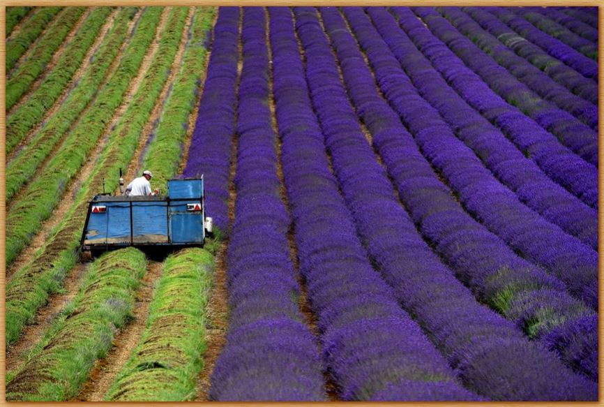 Name:  harvesting lavender.JPG
Views: 338
Size:  114.0 KB