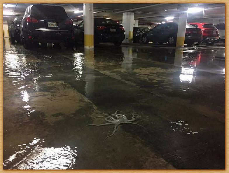 Name:  seemstobesomeflooding.JPG
Views: 415
Size:  82.8 KB